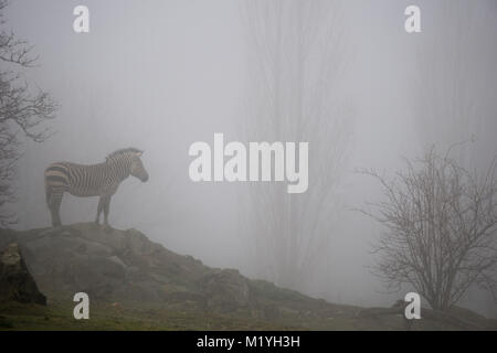 Hartmann Bergzebra, stehend auf einem Felsvorsprung an einem kalten und nebligen November Morgen Stockfoto