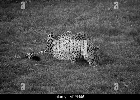 Schwarze und weiße Schuß von cheetah Fütterung im Zoo Stockfoto