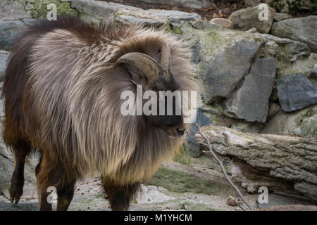 Himalayan Thar in den Bergen Stockfoto