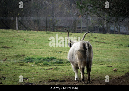 Longhorn Stier mit massiven Hörner stehen auf einem Feld Stockfoto