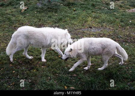 Zwei polare Wölfe einander vorbei gehen. Stockfoto