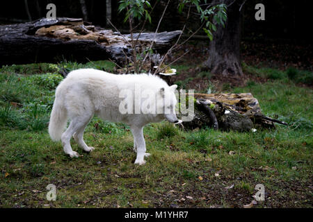 Schöne polar wolf in der Nähe von einem gefallenen anmelden Stockfoto