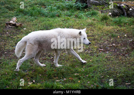 White Wolf zu Fuß auf ein grünes Feld Stockfoto
