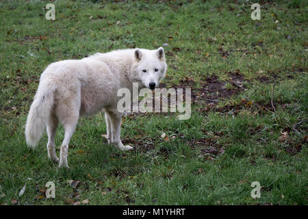 Polar Wolf neugierig in die Kamera schaut Stockfoto
