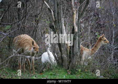 Vicuñas weiden auf einem Hügel mit einer weißen nandu Vogel im Hintergrund Stockfoto