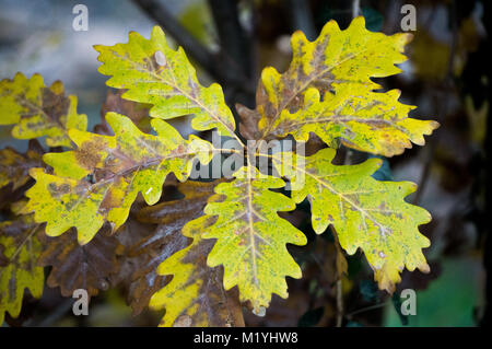 Eiche Blätter im Herbst Farben Stockfoto