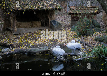 Pelikane stehend auf einem Teich Ufer mit schönen Herbst Landschaft Stockfoto