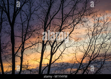 Den Sonnenuntergang gesehen durch die Äste Stockfoto