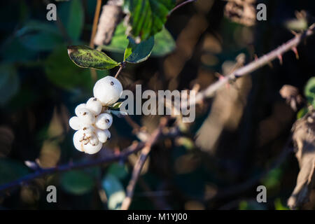 Snowberry im späten Herbst Stockfoto