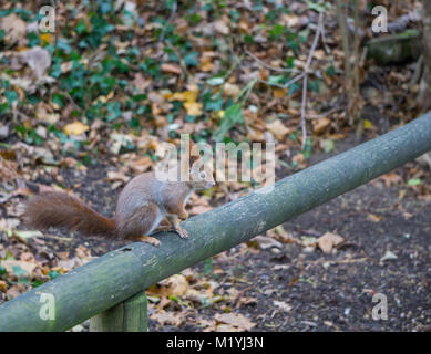 Eichhörnchen stehend auf Holzgeländer Stockfoto