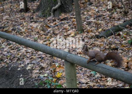 Eichhörnchen sitzend auf einem Holzgeländer Stockfoto