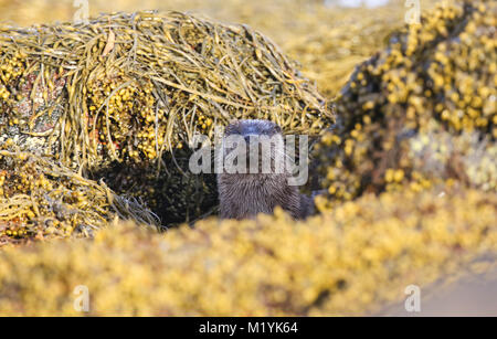 Ein neugieriger Fischotter (Lutra lutra), zwischen den Felsen in Seetang auf der Küstenlinie des Meeres Loch auf der Isle of Mull, Schottland nach dem fishi Stockfoto