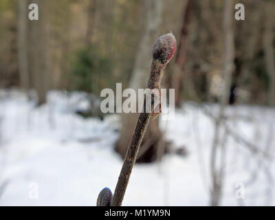 Erle Zweig und Knospen im Winter (Alnus glutinosa) Stockfoto