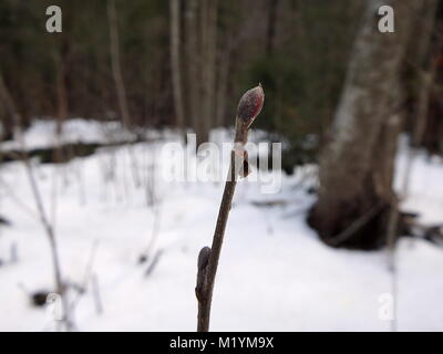 Erle Zweig und Knospen im Winter (Alnus glutinosa) Stockfoto