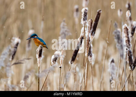 Eisvogel Jagd von Reed am Naturschutzgebiet Attenborough, Nottingham, UK. Stockfoto
