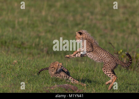 Verspielte Cheetah Cubs Stockfoto