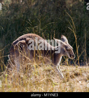 Eine rote Känguru (Macropus rufus) mit der schwarzen und weißen Markierungen auf seinem Gesicht - die Marke der rote Känguru. Stockfoto