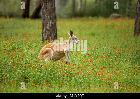 Ein Känguru mit schwarzen und weißen Markierungen auf seinem Gesicht - die Marke der rote Känguru (Macropus rufus). Es ist Naschen auf einige der Blumen Stockfoto