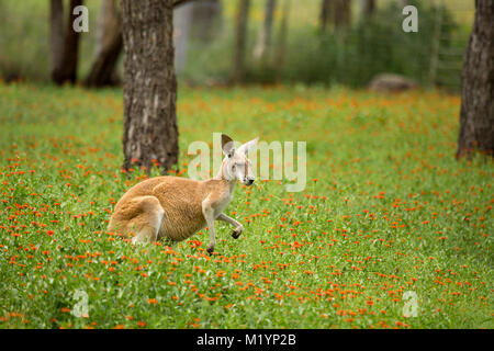 Ein Känguru mit schwarzen und weißen Markierungen auf seinem Gesicht - die Marke der rote Känguru (Macropus rufus). Es hat einige der Grünen im Mund. Stockfoto