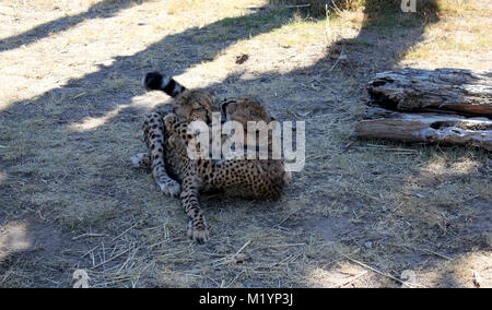 Cheetah Cub oder Welpen spielen Stockfoto