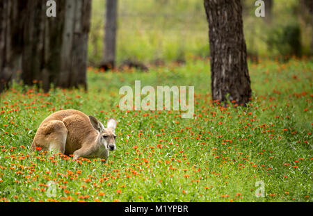 Ein Känguru mit schwarzen und weißen Markierungen auf seinem Gesicht - die Marke der rote Känguru (Macropus rufus). Es ist geduckt unter den Wildblumen. Stockfoto