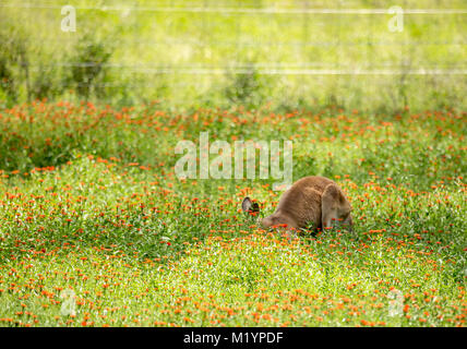 Ein Känguru mit schwarzen und weißen Markierungen auf seinem Gesicht - die Marke der rote Känguru (Macropus rufus). Es ist geduckt unter den Wildblumen. Stockfoto