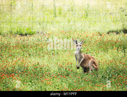 Ein Känguru mit schwarzen und weißen Markierungen auf seinem Gesicht - die Marke der rote Känguru (Macropus rufus). Anzeichen, dass Es Distrac wurde Stockfoto