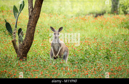 Ein Känguru mit schwarzen und weißen Markierungen auf seinem Gesicht - die Marke der rote Känguru (Macropus rufus). Es ist uns aufrecht und suchen. Stockfoto