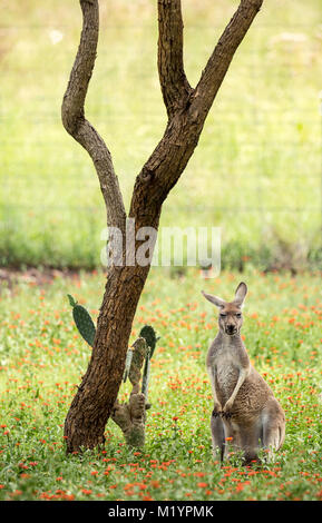 Ein Känguru mit schwarzen und weißen Markierungen auf seinem Gesicht - die Marke der rote Känguru (Macropus rufus). Es ist uns aufrecht und suchen. Stockfoto