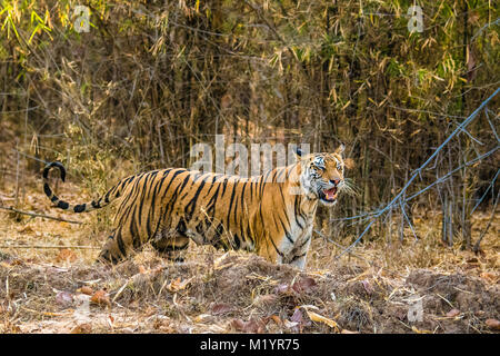 Wild nach weiblichen Bengal Tiger, Panthera tigris Tigris, mit vollen Brustwarzen, Aufruf für ihren Jungen, Bandhavgarh Tiger Reserve, Madhya Pradesh, Indien Stockfoto