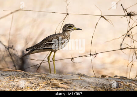 Profil von Eurasischen Stein - brachvögel, Sticheln oedicnemus, stehend auf dem Boden in Bandhavgarh Nationalpark, Madhya Pradesh, Indien Stockfoto