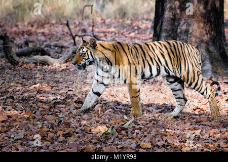 Zwei Jahre alte wilde Bengal Tiger, Panthera tigris Tigris, Wandern in Bandhavgarh Tiger Reserve, Madhya Pradesh, Indien Stockfoto