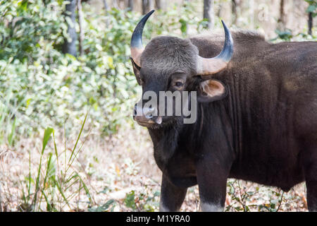 Indische Bisons oder Gaur, Bos Saurus, Bandhavgarh Nationalpark, Madhya Pradesh, Indien Stockfoto
