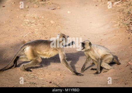 Zwei junge Wilde Hanuman Langur Affen oder Grau Langurs, Semnopithecus, Spielen, Zähne, Bankhavgarh Tiger Reserve, Madhya Pradesh, Indien Stockfoto