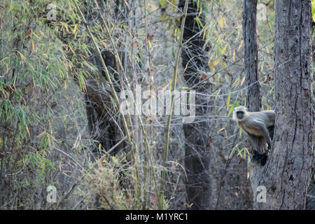 Eine einsame Hanuman oder Grau Langur, Semnopithecus, spähen vorsichtig aus einem Baum in der Bandhavgarh Tiger Reserve, Madhya Pradesh, Indien Stockfoto