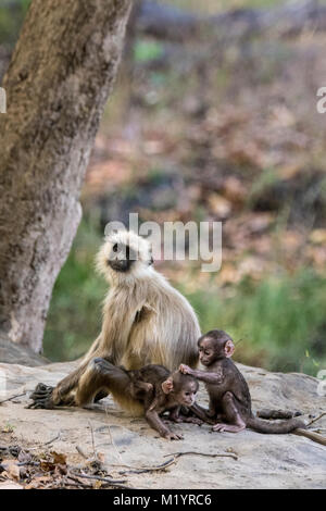 Familie von Hanuman Langur Affen oder Grau Langurs, Semnopithecus, Erwachsene und zwei Babys spielen, Ziehen, Haar, Bandhavgarh Nationalpark, Indien Stockfoto