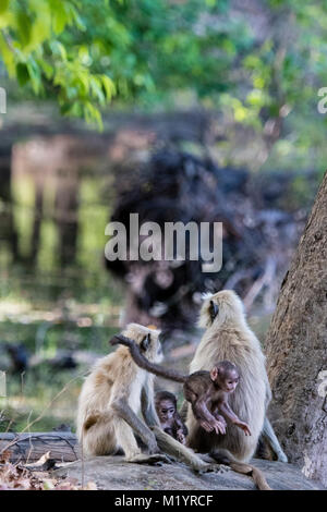 Familie von wilden grauen Langurs oder Hanuman Langur Semnopithecus, Affen, Eltern und zwei Babys, spielen, springen, Bandhavgarh Nationalpark, Indien Stockfoto