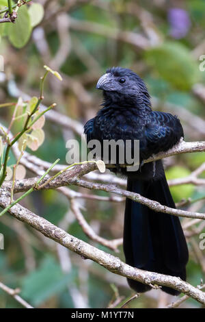 Nahaufnahme einer Nut in Rechnung ani auf einem kleinen Zweig im Regenwald von Costa Rica gehockt Stockfoto