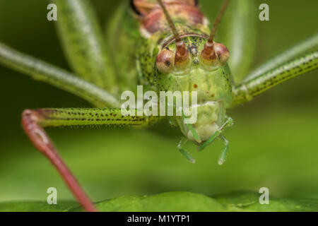 Gesprenkelte Bush Cricket (Leptophyes punctatissima) Nahaufnahme Foto von einem Mann auf einem Blatt. Clonmel Tipperary, Irland. Stockfoto