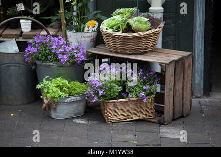 LONDON, ENGLAND - September 15, 2017 Blaue Campanula Blumen auf dem Markt zum Verkauf Stockfoto