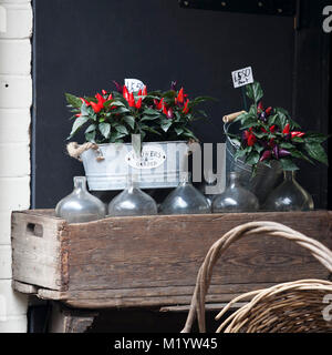 Töpfe mit roten Peperoni Capsicum annuum die Wand des Hauses schmücken Stockfoto