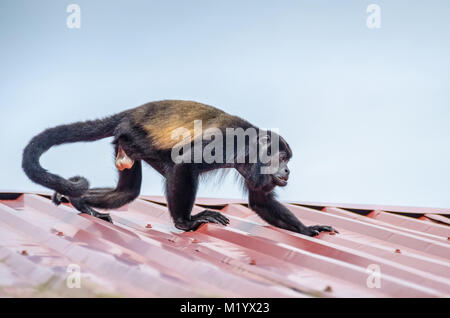 Männliche Mantled Brüllaffen (Alouatta palliata), oder Golden-mantled heulen Affe laufen auf dem Dach der Lodge in Tortuguero National Park, Costa Rica. Stockfoto