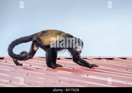 Männliche Mantled Brüllaffen (Alouatta palliata), oder Golden-mantled heulen Affe laufen auf dem Dach der Lodge in Tortuguero National Park, Costa Rica. Stockfoto