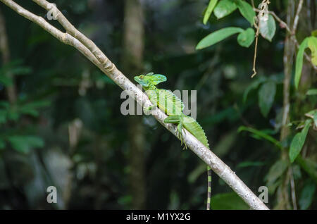 Männliche Plumed Basilisk (Basiliscus plumifrons), auch bekannt als grüne Basilisk, Doppel crested Basilisk, oder Jesus Lizard mit seinen drei Wappen Stockfoto