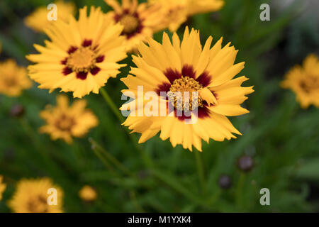 Gemeinsame Madia, Tarweed, wildflower close-up Stockfoto