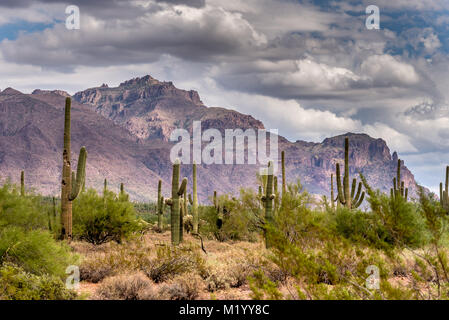 Die schöne Saguaro Kaktus gegen die majestätischen Superstition Mountains Stockfoto