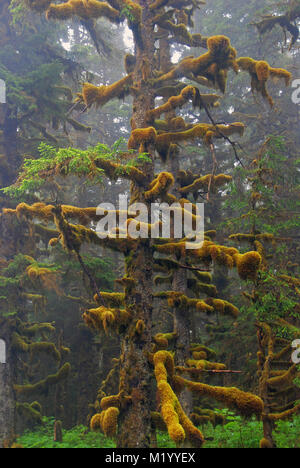 Diese Sitka Fichte war an einem nebligen Tag auf der Kodiak Insel in Alaska genommen Stockfoto