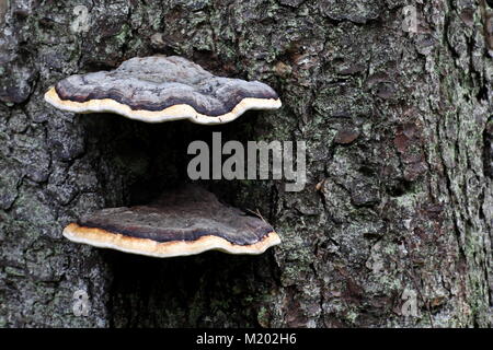 Rot Gurt conk, Fomitopsis pinicola, einem Schaft decay Pilz Stockfoto