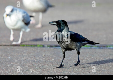 Nebelkrähe (Corvus cornix), Wandern, Festland, Shetlandinseln, Schottland, Großbritannien. Stockfoto