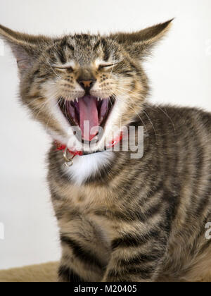 Cute Kitten suchen heftige aber eigentlich Gähnen Stockfoto